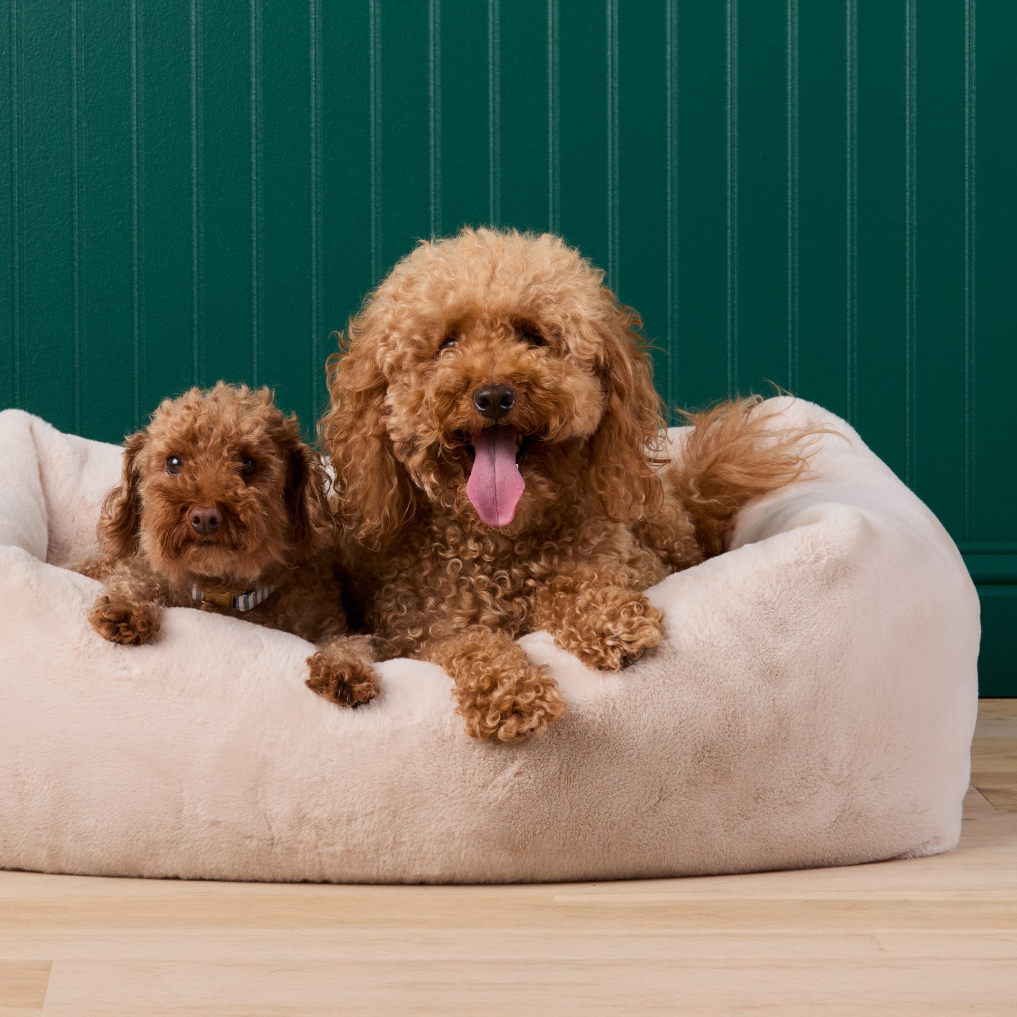 #Modeled by Utah (26lbs) and Moose (10lbs) in Large