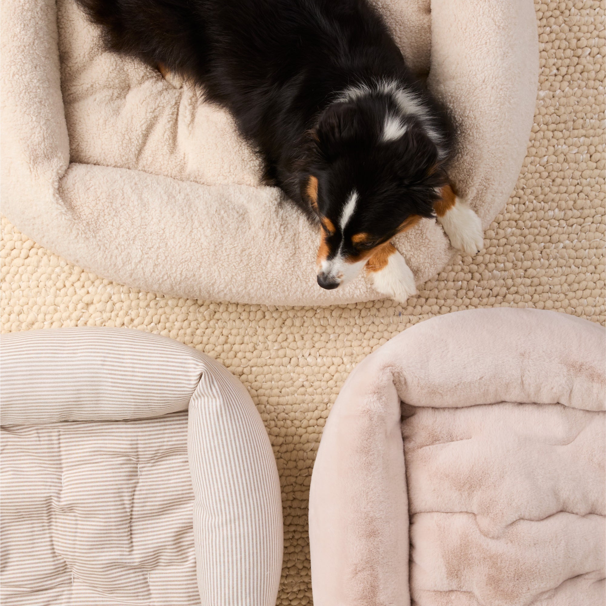 #Modeled by Murphy (37lbs) in Medium