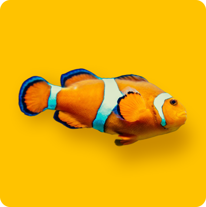 biOrb Seahorses on Coral Sculpture Aquarium Decor BiOrb