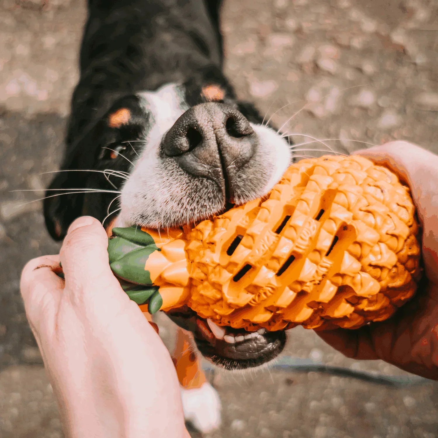 Pineapple Treat Dispensing Dog Toy for Aggressive Chewer